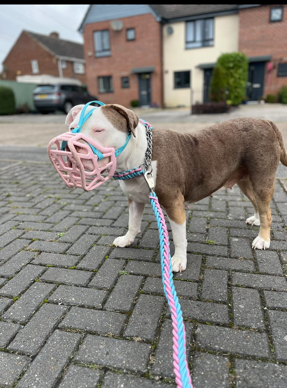Customer photo review of Paracord Rope Lead Set (Two Tone Colour)