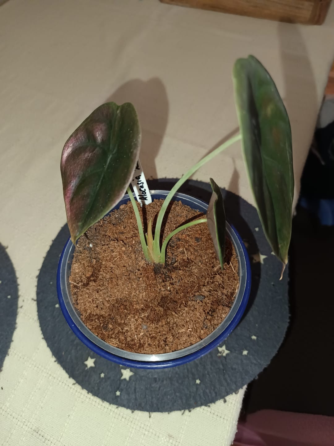 Customer photo review of ALOCASIA CUPREA RED SECRET
