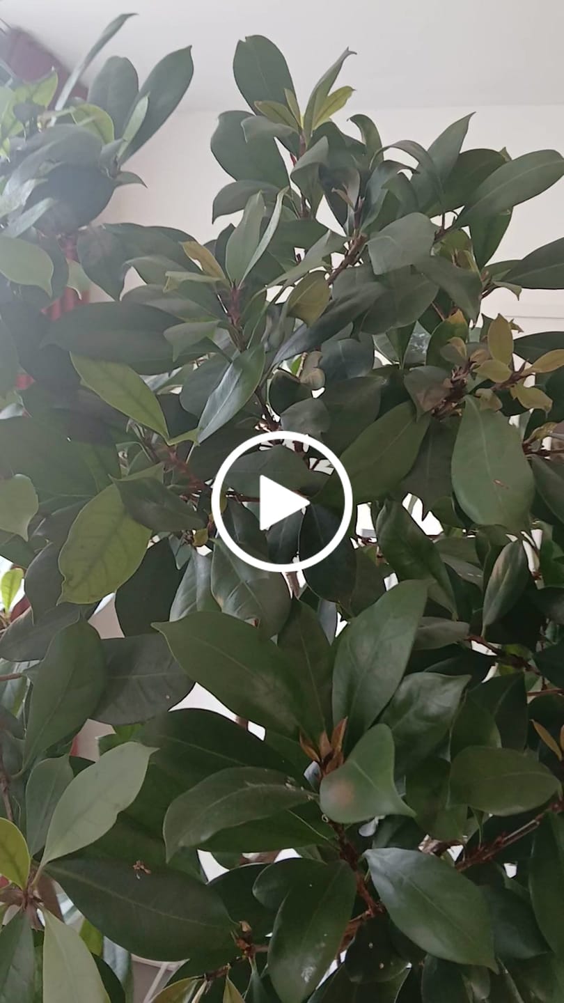 Customer video review of Ficus Mix