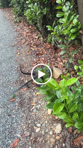 Customer video review of Explorer Harness | Less boredom. More discovery. A better life for your indoor cat.