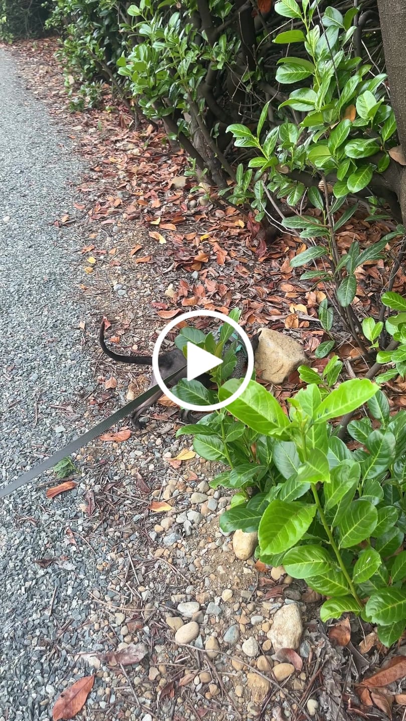 Customer video review of Explorer Harness | Less boredom. More discovery. A better life for your indoor cat.