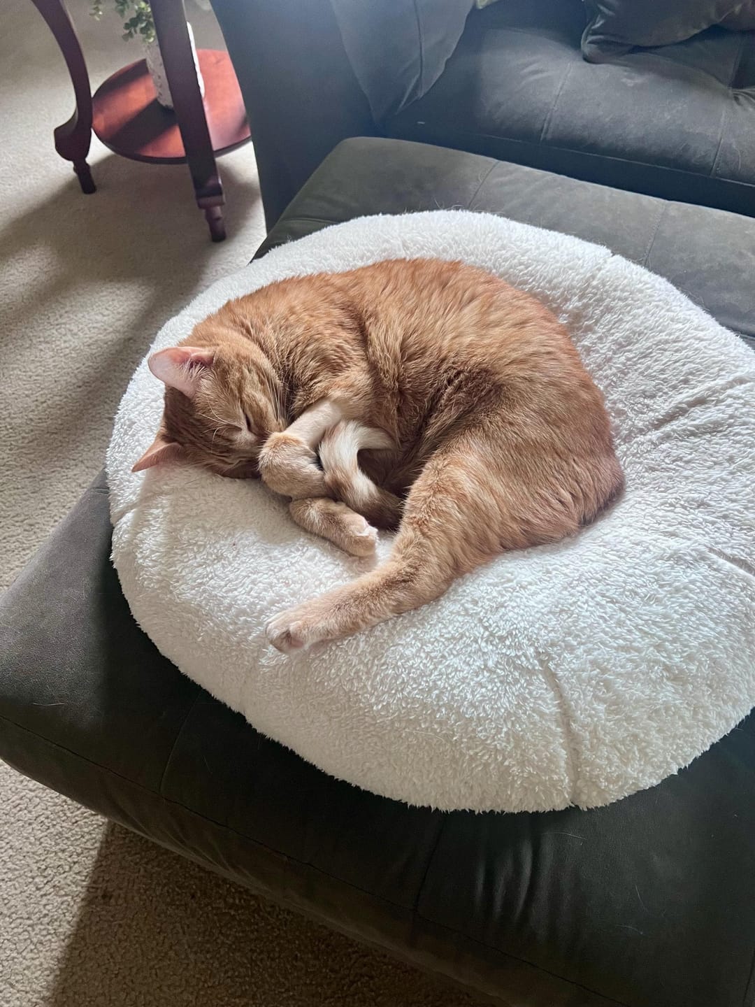 Customer photo review of Pina Colada Pudding Bed
