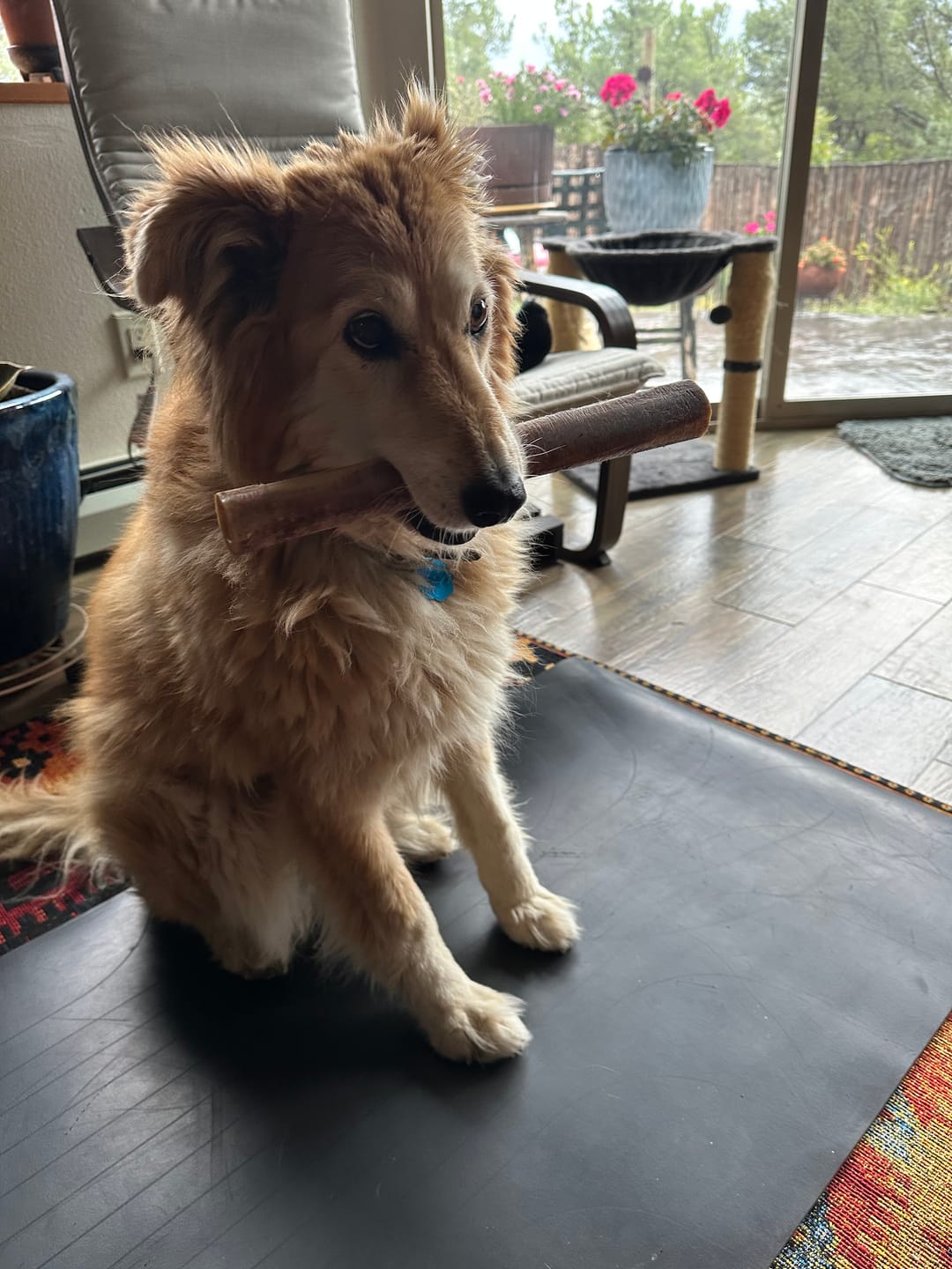 Customer photo review of Ostrich Shaft Bones (11" x 2"): The Long-Lasting, Flavorful Chew for Medium to Large Dogs