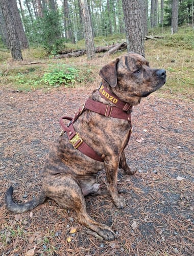 Customer photo review of Easy Walk Extreme Gold Buckle Dark Brown - Sele med snabbspänne