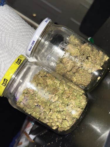 Customer photo review of Zlurpee (smalls)