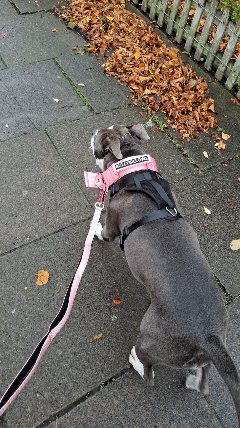 Customer photo review of Ladder Combat® Multiple Handles Lead - Pink
