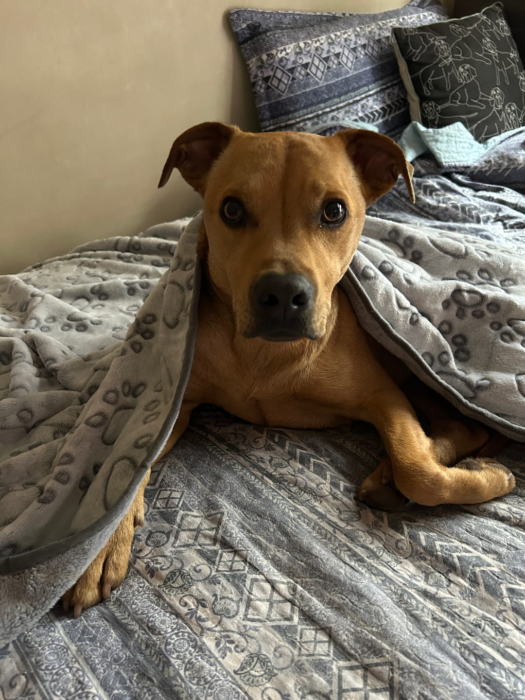 Customer photo review of Manta Suave THE DOGS