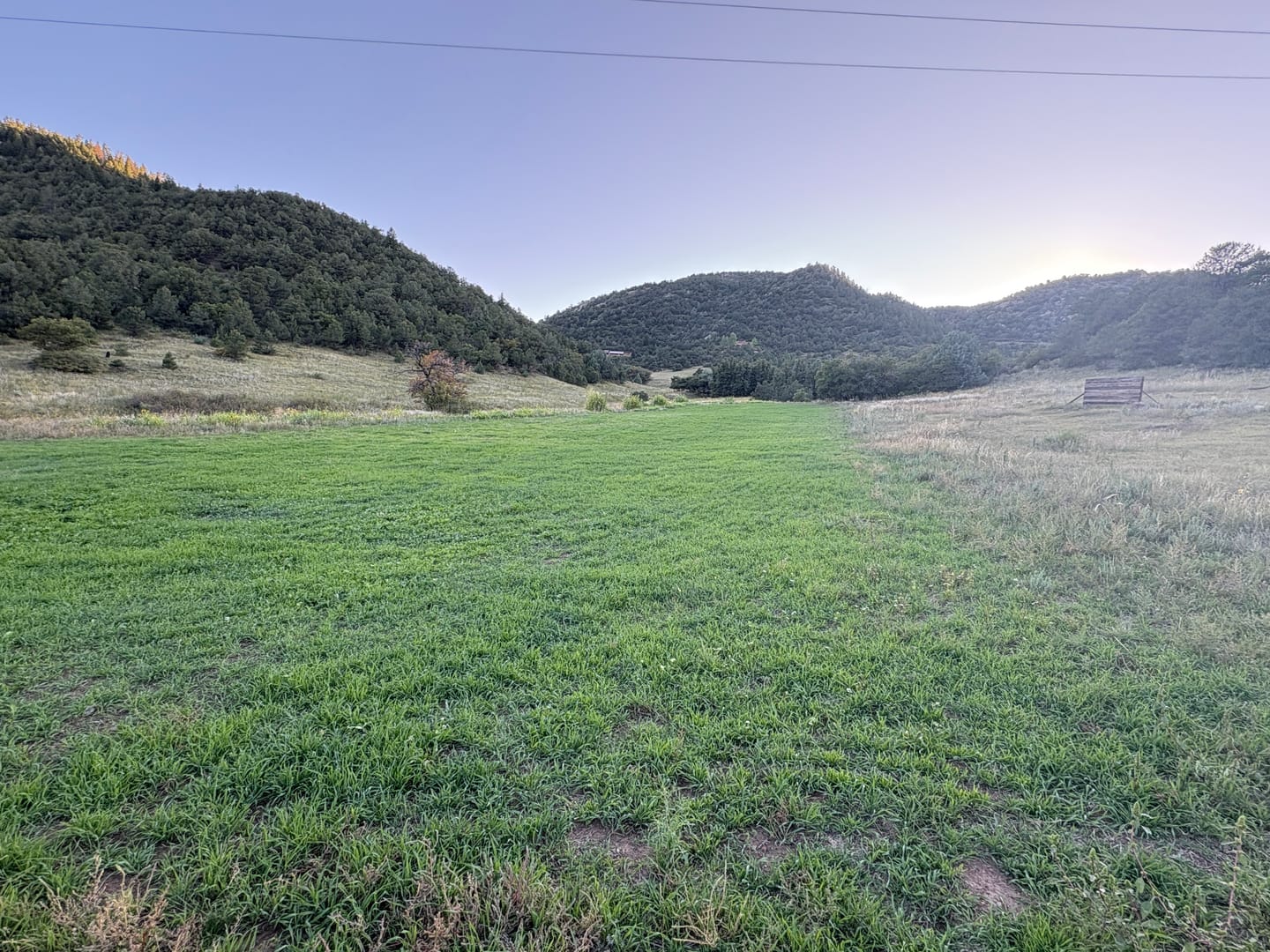 Customer photo review of Winter Rye Food Plot Seed
