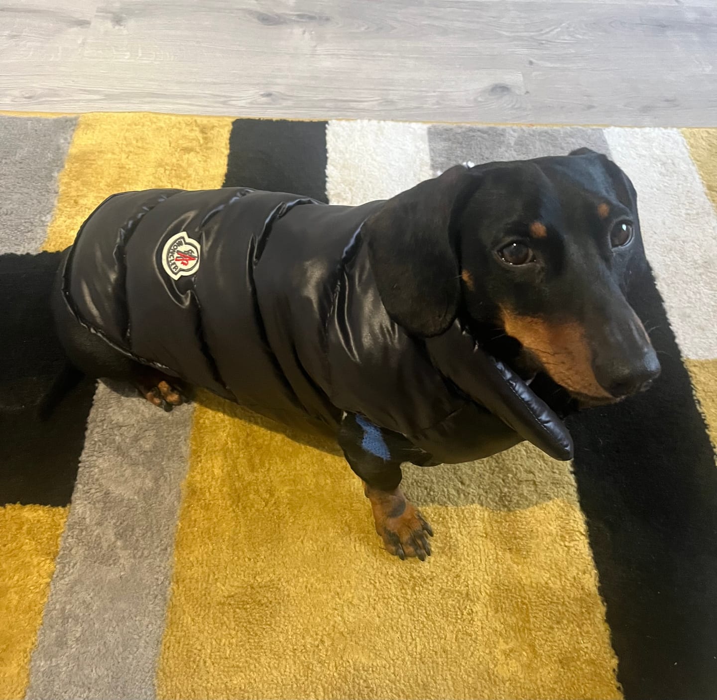 Customer photo review of The Bomber Puffer Dog Vest Jacket