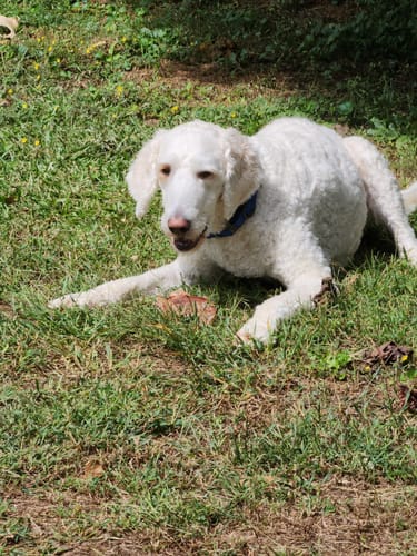 Customer photo review of Pig Ears