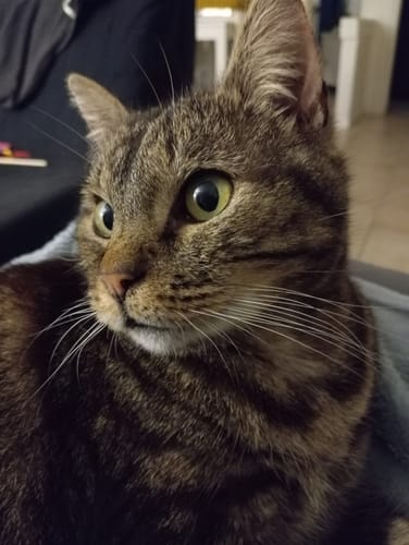 Avis photo d'un client sur Croquettes Chat Stérilisé Sans Céréales - Poulet