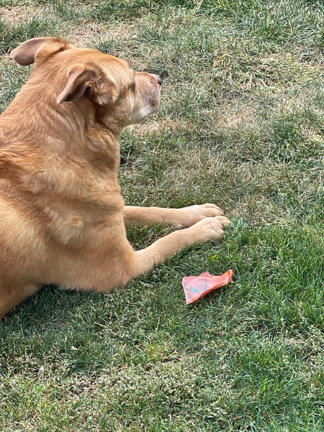 Customer photo review of Pig Ear Treats for Dogs