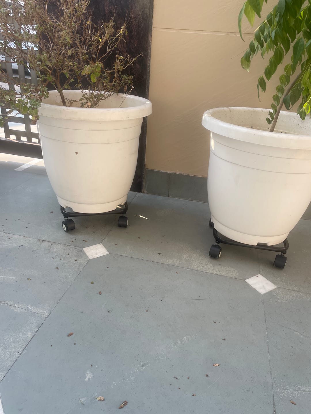 Customer photo review of TryGreen Daze Wheel Rolling Plant Stand for Planters