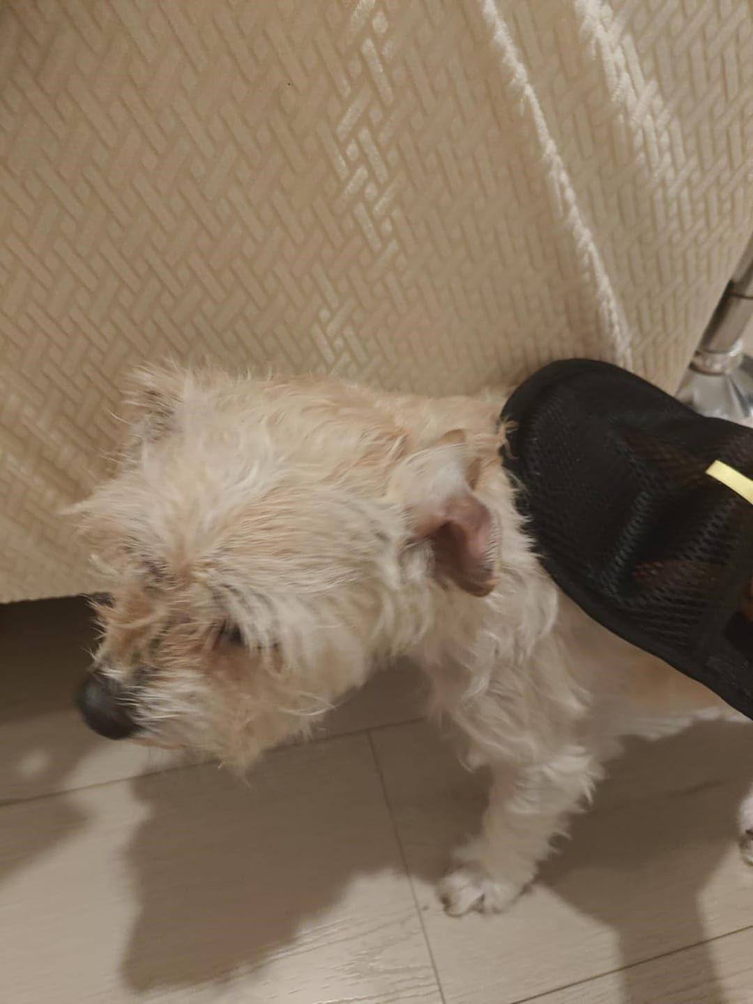 Customer photo review of Pet Hair Removal Glove with Dual-Sided Electrostatic Bristle
