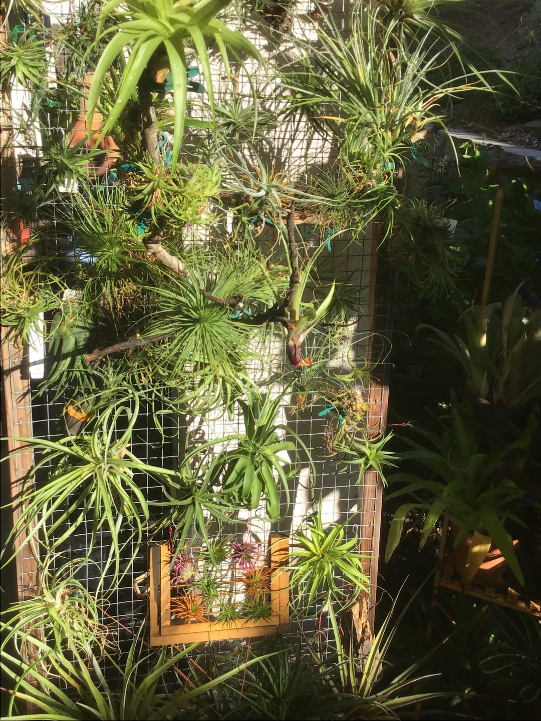 Customer photo review of 15 Pack Premium Air Plants Mix  *Cannot Be Shipped Internationally*