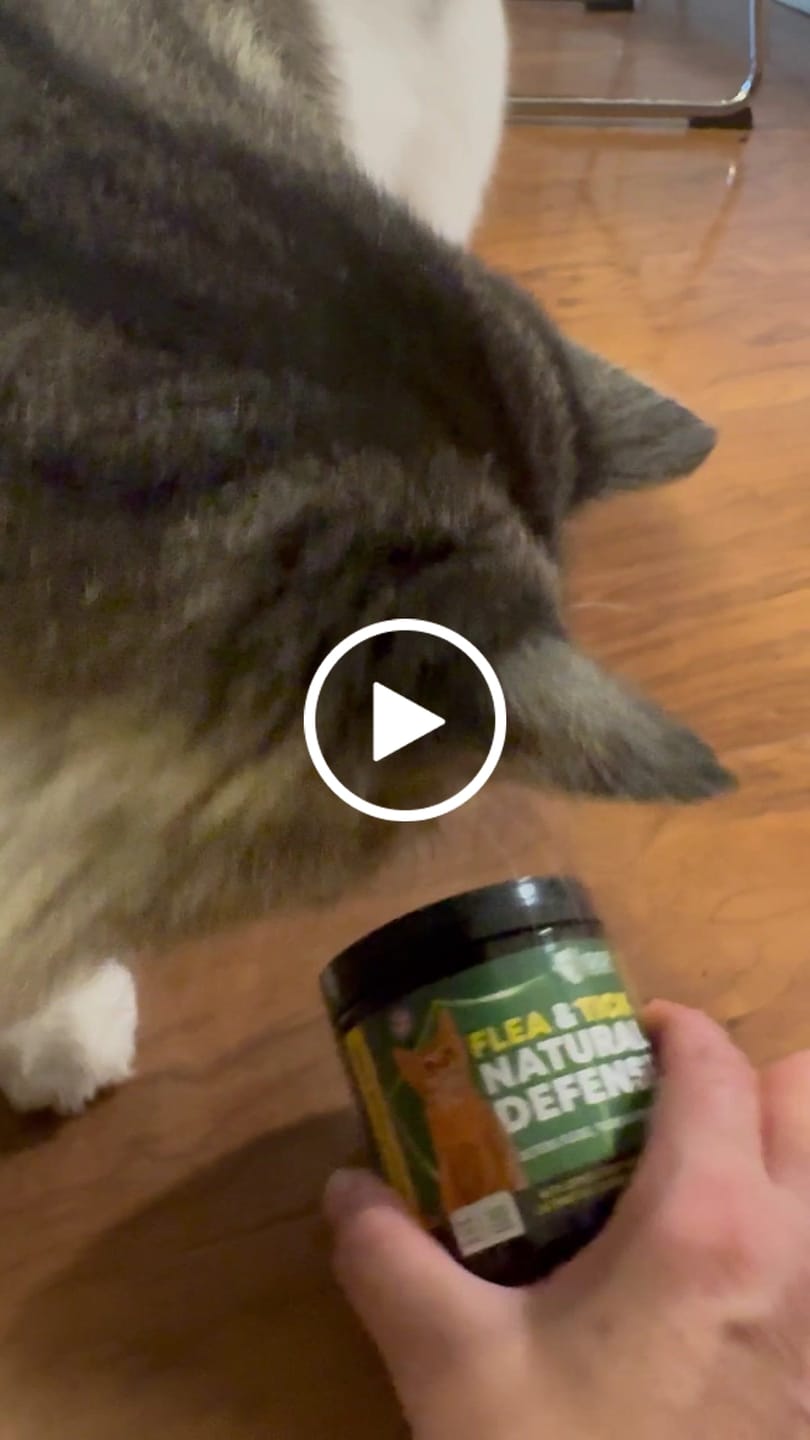 Customer video review of GCP Flea & Tick Natural Defense for Cats - 100 Soft Chews