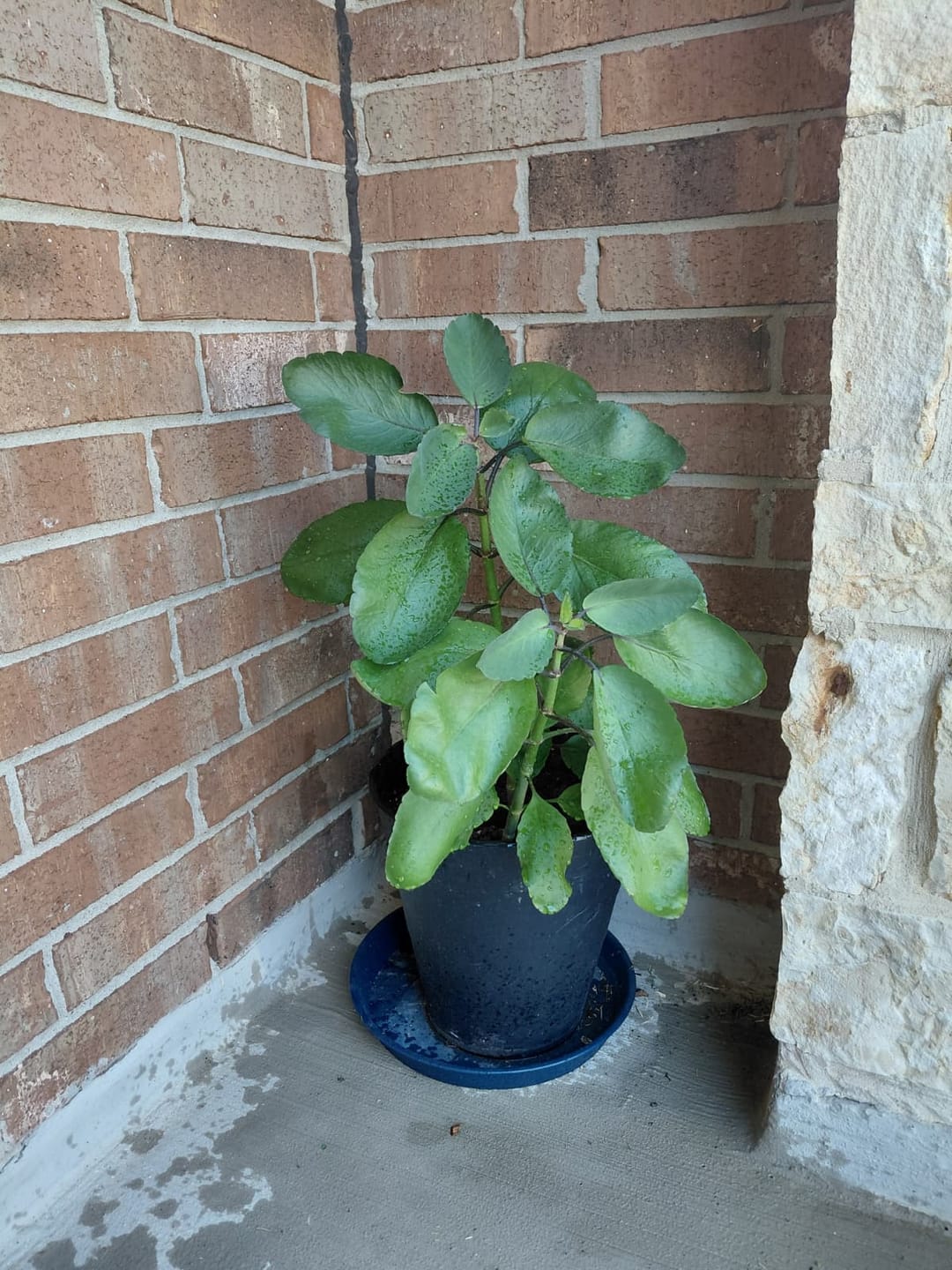 Customer photo review of Texas Home Grown Leaf of Life Starter Plants