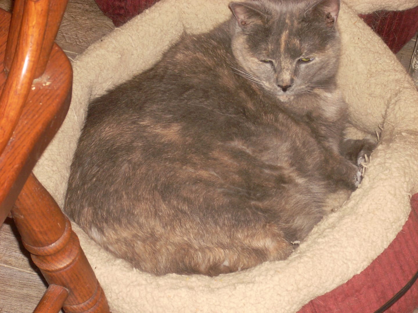 Customer photo review of Dog & Cat WALK-EASY® Joint & Hip Pain Relief Remedy