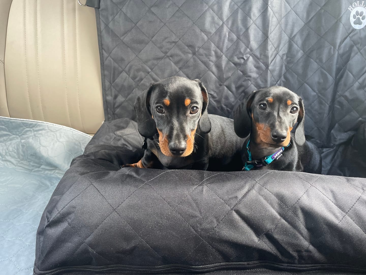 Customer photo review of Pet Seat Belt