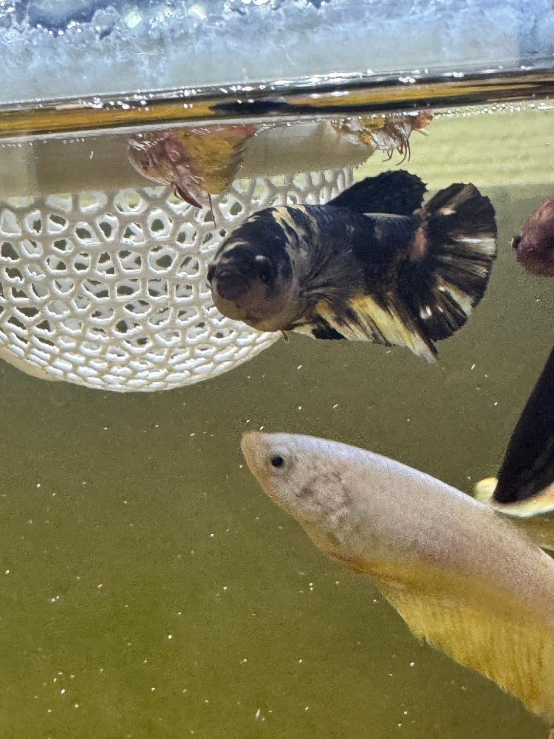 Customer photo review of Female Betta Fish Marble Dot Moo Cow Plakat