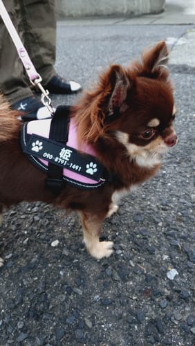 Customer photo review of FunFunPet 高機能ハーネス（お名前タグ作成サービス付き）