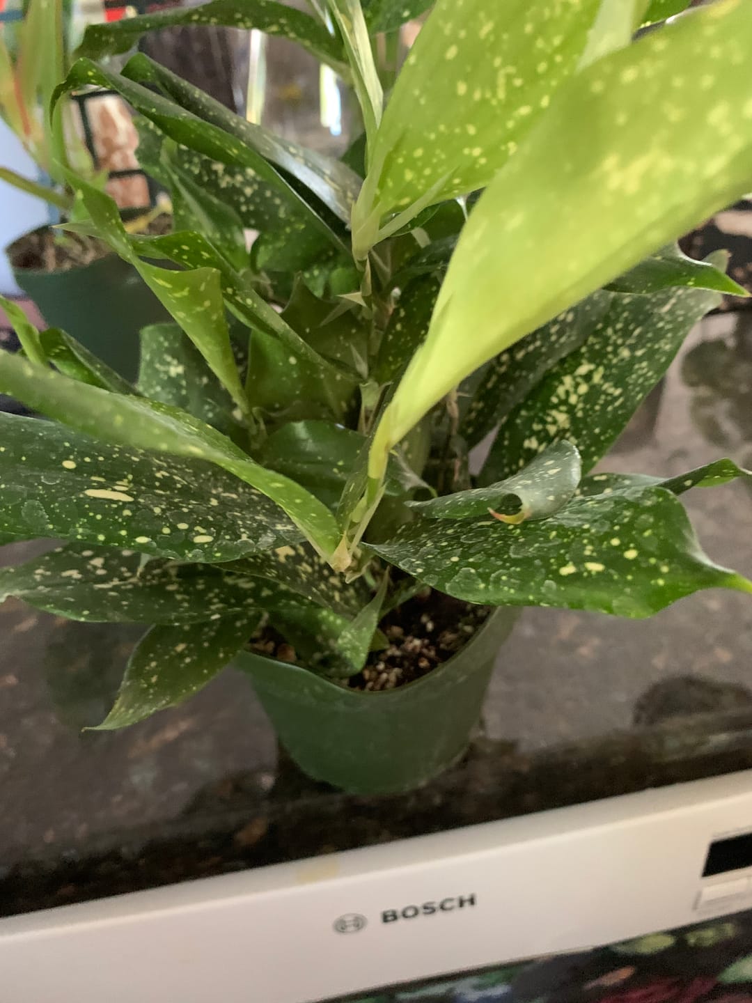 Customer photo review of Dracaena surculosa 'Florida Beauty'