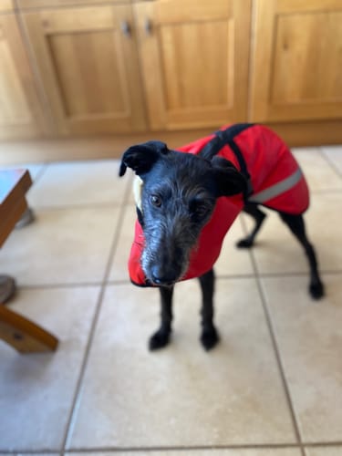 Customer photo review of Sherpa - Fleece Lined Sighthound Coat - Harness Hole - No Velcro