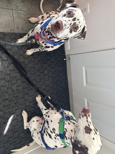 Customer photo review of Comfort Control No-Pull Dog Harness - Snow Cone