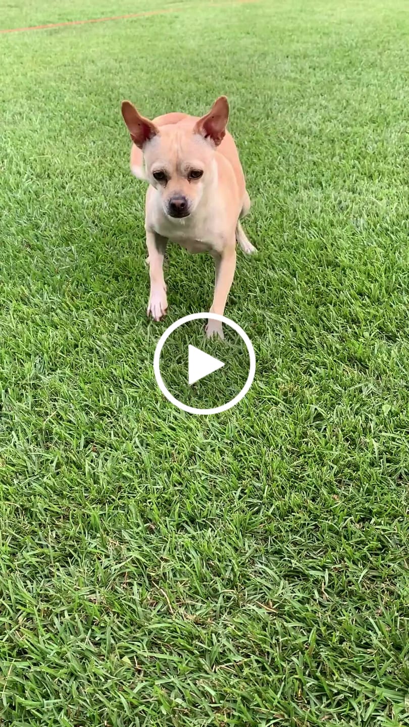Customer video review of Universal Remote