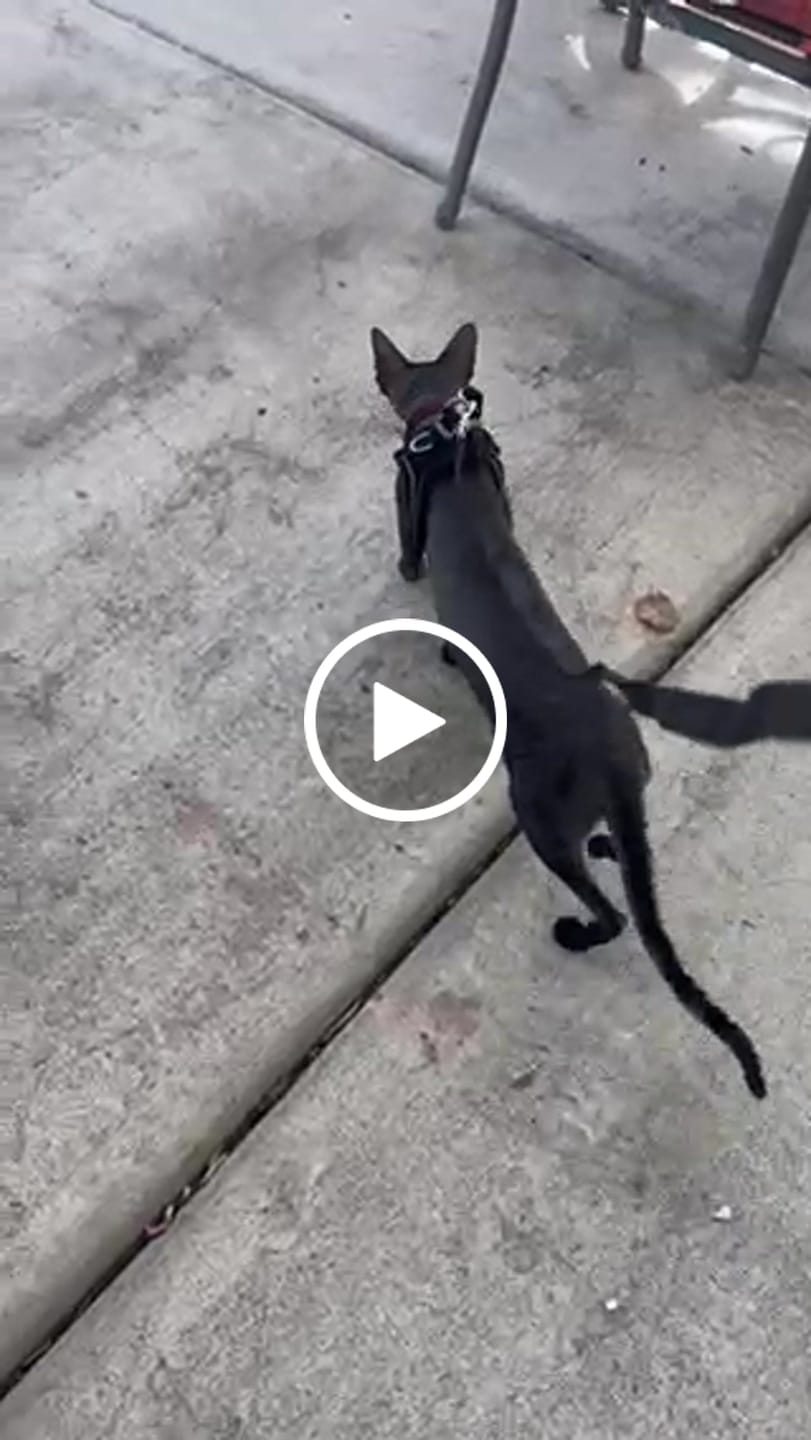 Customer video review of Explorer Harness | Less boredom. More discovery. A better life for your indoor cat.