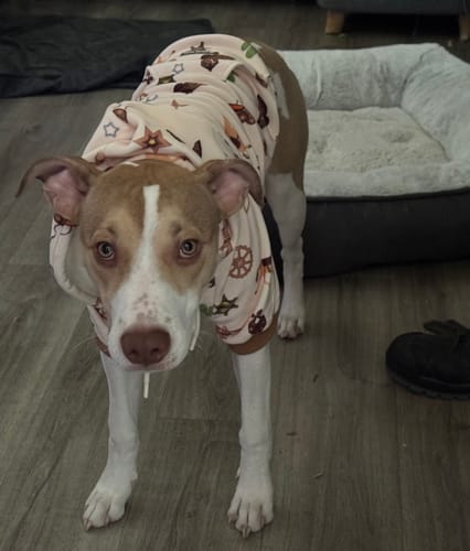 Customer photo review of Rodeo Dog Hoodie