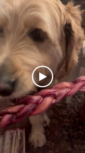 Customer video review of 12 Inch Thick Braided Bully Stick