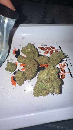 Customer photo review of Acapulco Gold THCA Flower