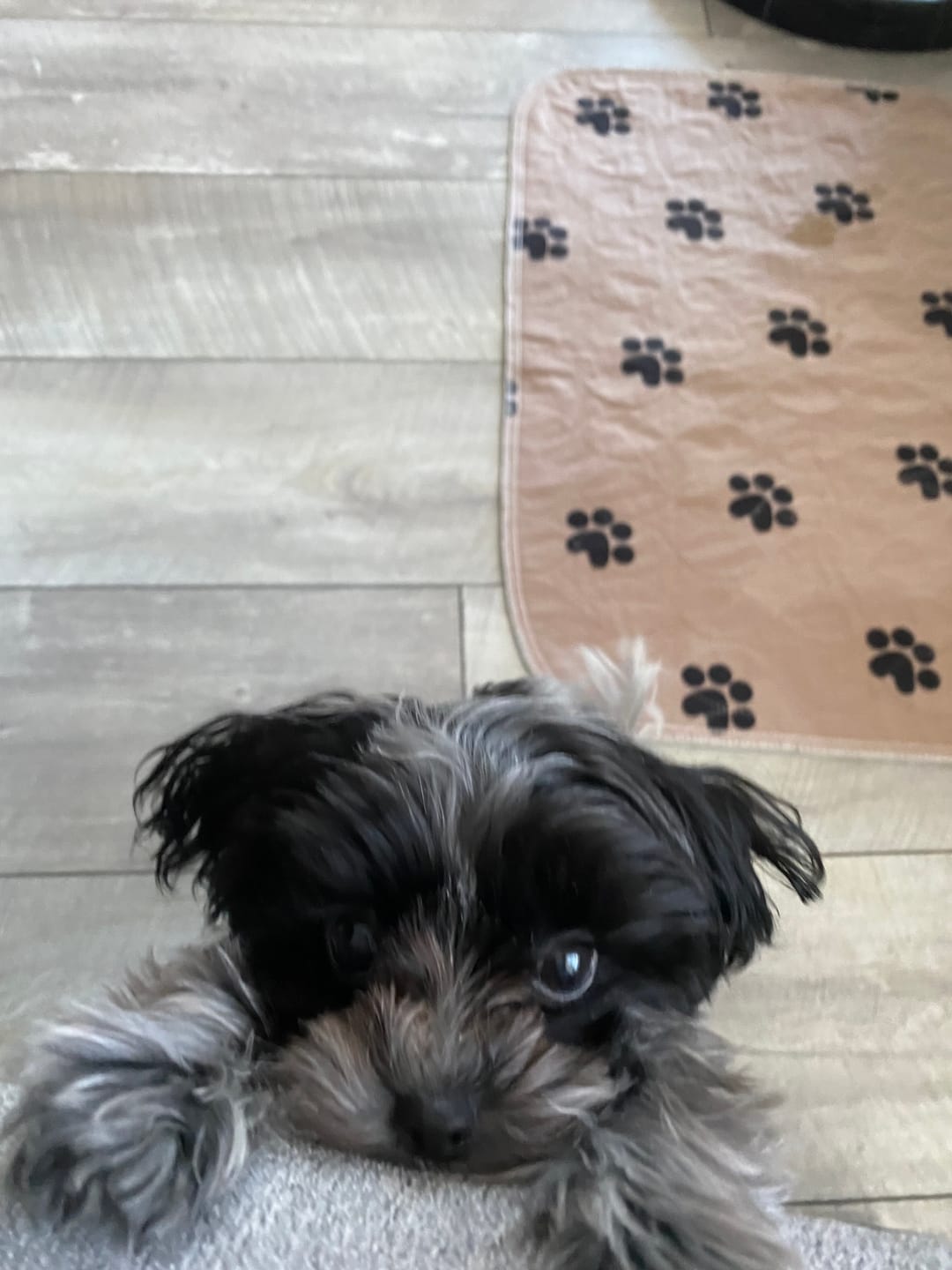 Customer photo review of Vrac Nature's Own - Bâtonnets oesophage de boeuf pour chien