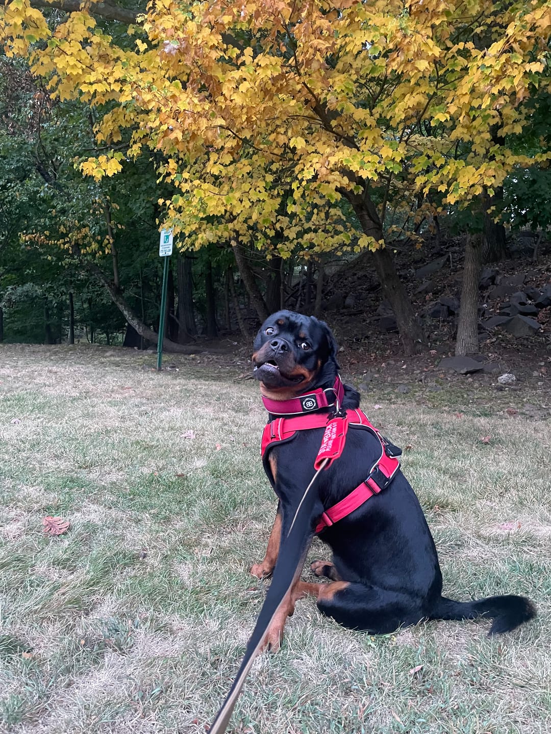 Customer photo review of 5cm Slip on Collar | Foam Padded - Burgundy