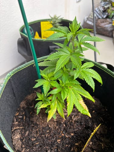 Customer photo review of Girl Scout Cookies Steckling