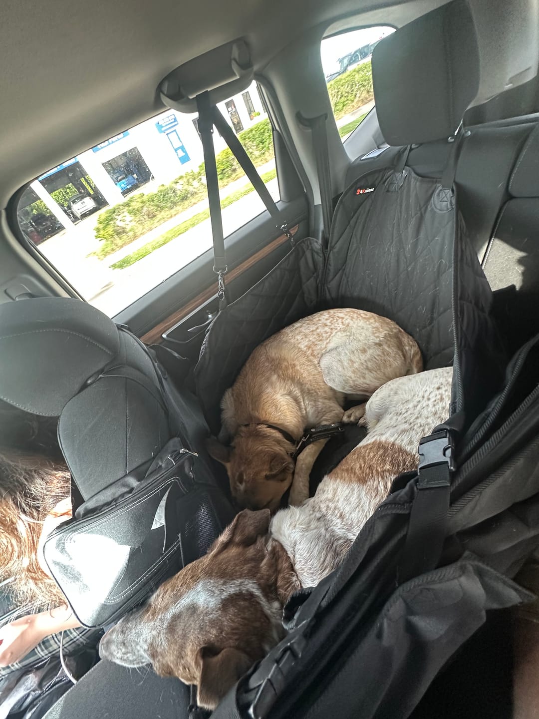 Customer photo review of 4Knines Hard Bottom Extender Car Seat Cover for Dogs - Regular