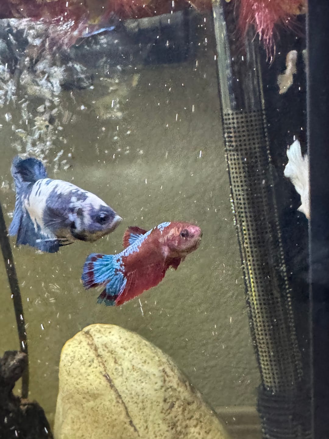 Customer photo review of Fancy Red Star Female Betta Fish