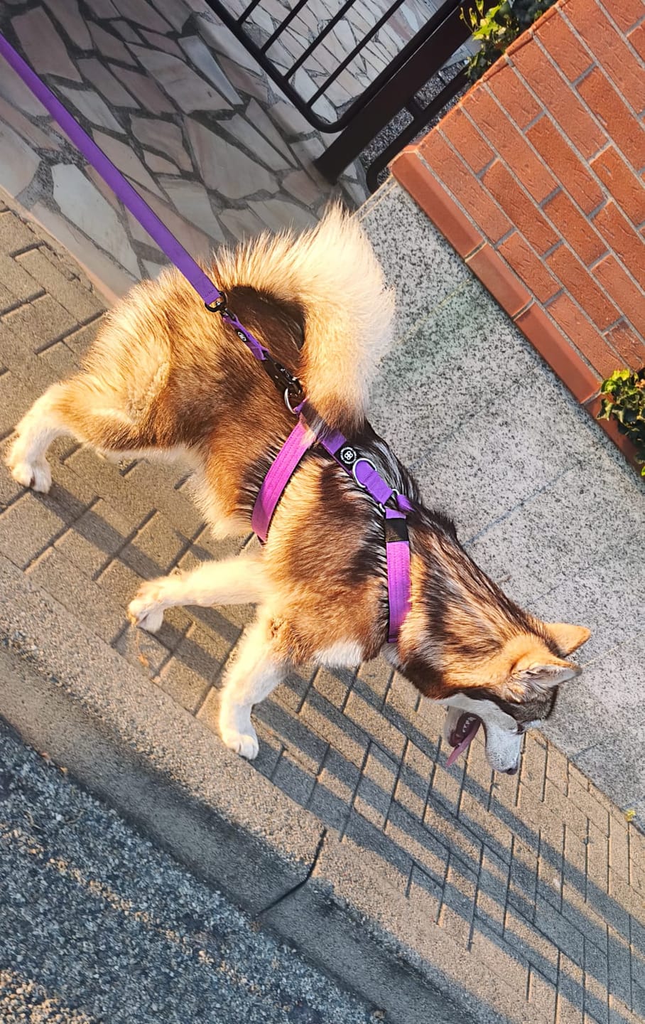 Customer photo review of 1.4m Swivel Combat Lead | Anti-Tangle & Secure Clip - Purple