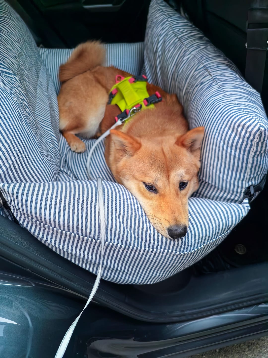 Customer photo review of Blue Striped Portable Dog Car Seat Bed