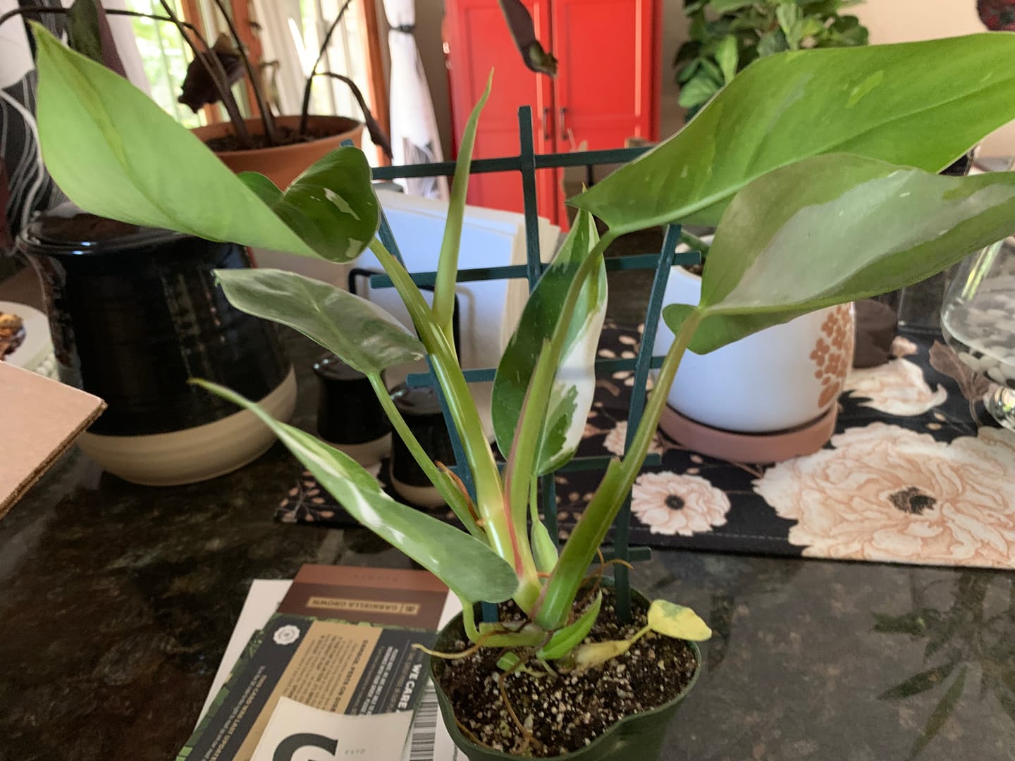 Customer photo review of Philodendron 'White Princess'