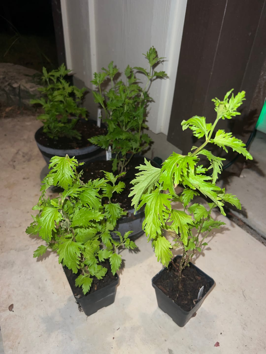 Customer photo review of Gregg's Mistflower