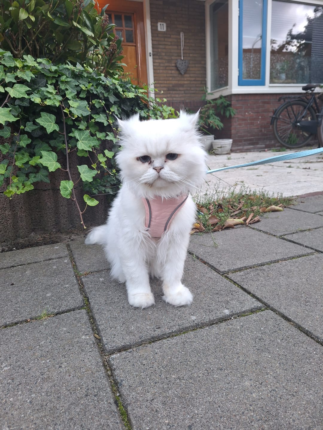 Customer photo review of Catventure -  Verstelbaar Veiligheidstuigje Kat