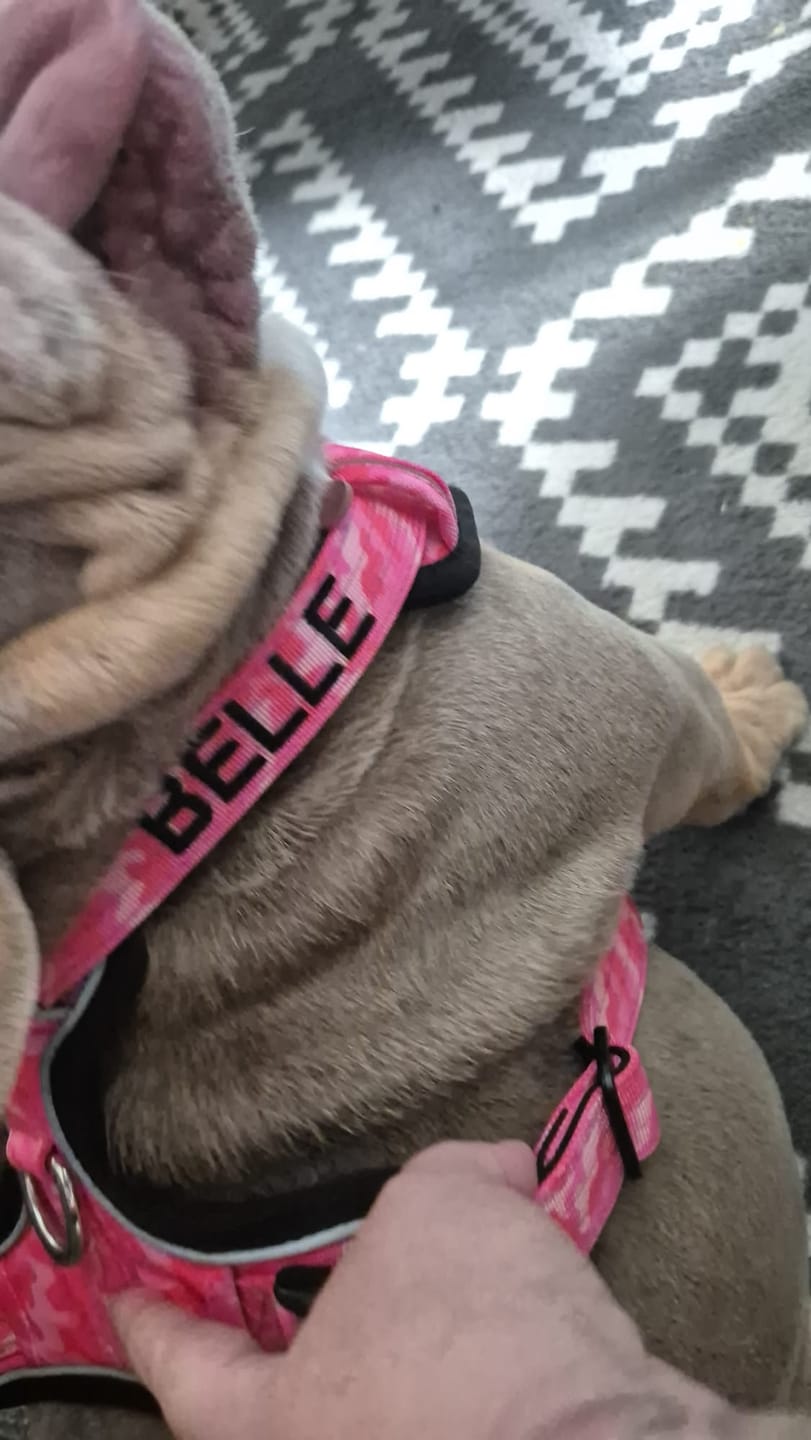 Customer photo review of Comfort Premium Harness | Non Restrictive - Bubblegum