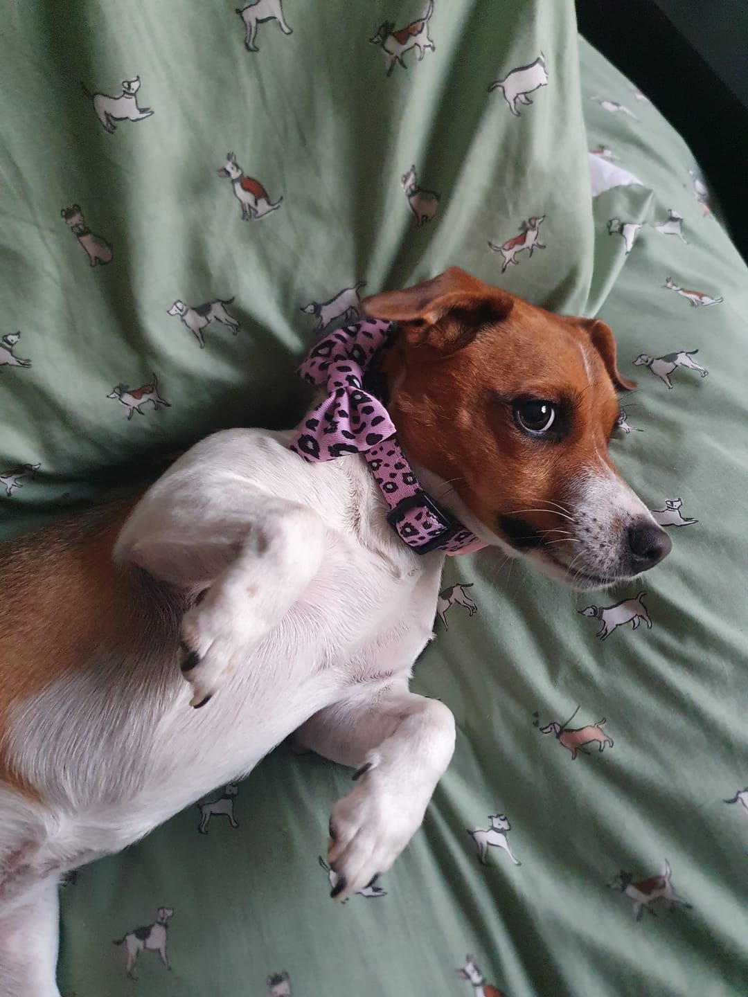 Customer photo review of Funk the Dog Collar & Bow Set | Pink Leopard