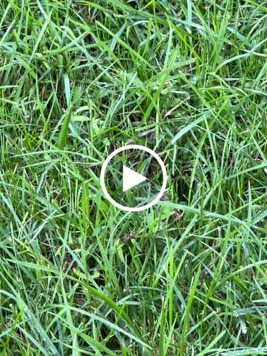 Customer video review of GCI Turf Type Tall fescue Grass Seed