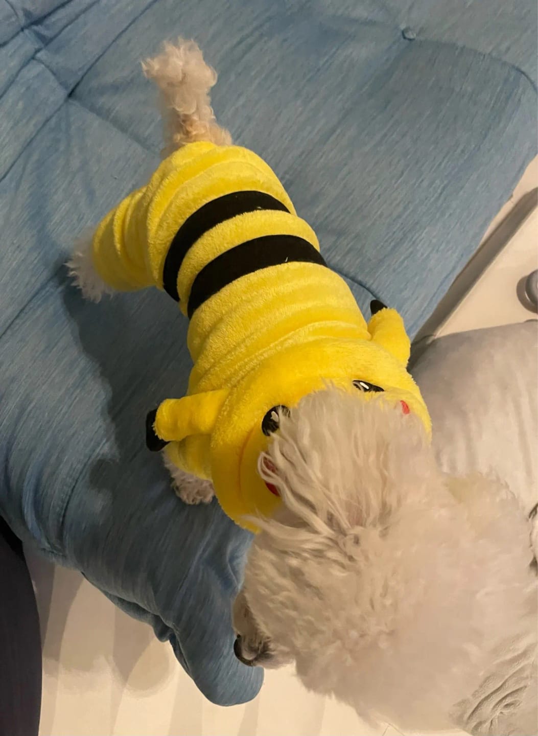 Customer photo review of Pika Pika Costume