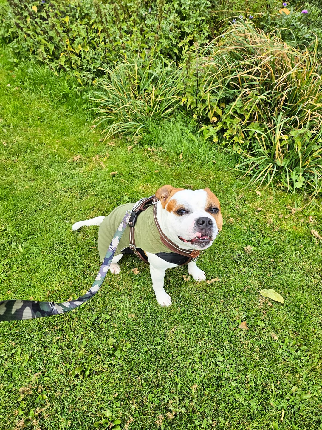 Customer photo review of Staffordshire Bull Terrier 1935® Nylon Leash - Classic Camo & Neon Orange - Carabiner