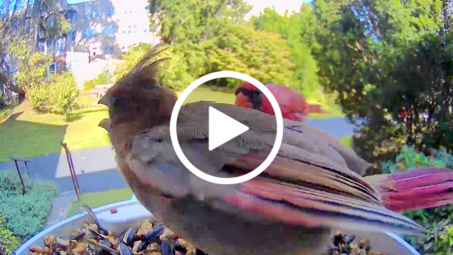 Customer video review of Birdfy Feeder - AI-Powered Smart Bird Feeder with Camera