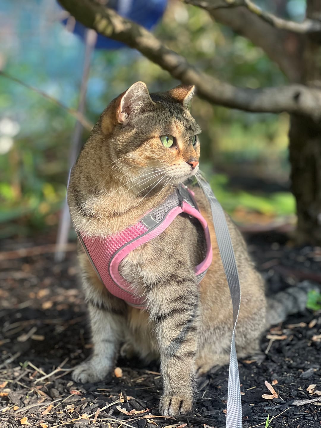 Customer photo review of Explorer Harness | Less boredom. More discovery. A better life for your indoor cat.